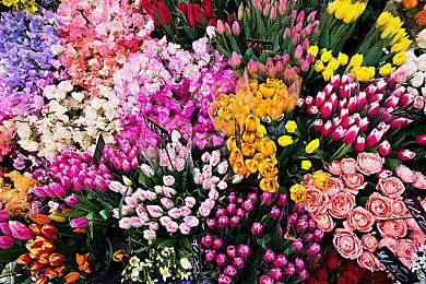 《植物大战僵尸：和睦小镇保卫战》Steam价格永降 从228降至198